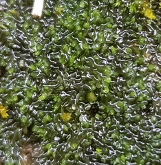 Jungermannia atrovirens