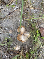 Pseudosperma arenicola