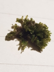 Jungermannia atrovirens