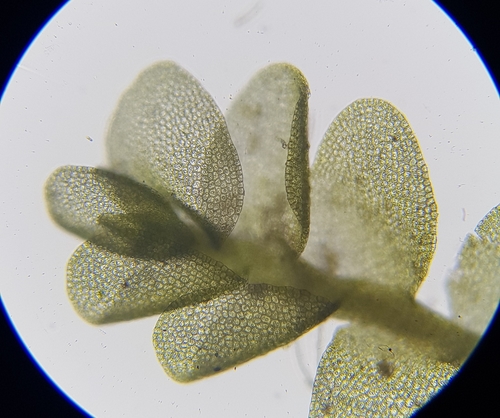 Image of Jungermannia atrovirens by (c) Helen Waterman, some rights reserved (CC BY)