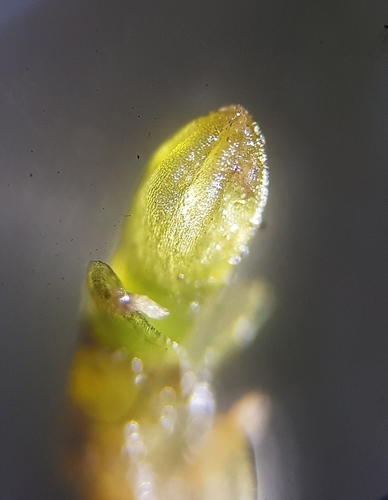 Image of Jungermannia atrovirens by (c) Helen Waterman, some rights reserved (CC BY)