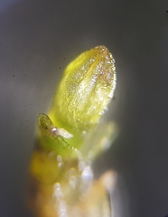 Jungermannia atrovirens