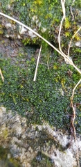 Jungermannia atrovirens