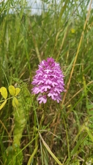 Anacamptis pyramidalis pyramidalis