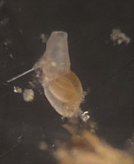 Quinqueloculina