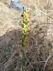 Spiranthes magnicamporum