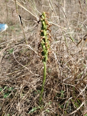 Spiranthes magnicamporum