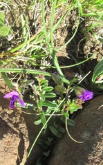 Polygala amatymbica