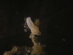 Quinqueloculina