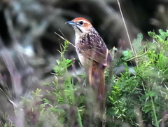 Sphenoeacus afer natalensis