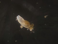 Quinqueloculina