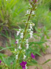 Syncolostemon bracteosus