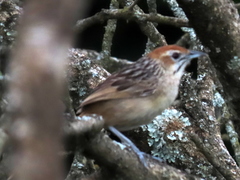 Sphenoeacus afer natalensis