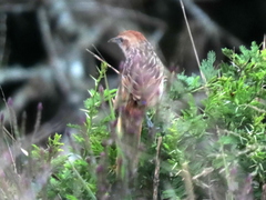 Sphenoeacus afer natalensis