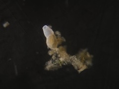 Quinqueloculina