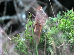 Sphenoeacus afer natalensis