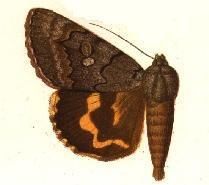Consort Underwing