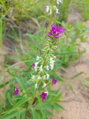 Syncolostemon bracteosus