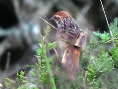 Sphenoeacus afer natalensis