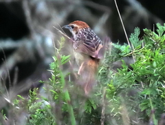 Sphenoeacus afer natalensis