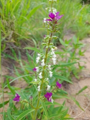 Syncolostemon bracteosus