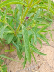 Syncolostemon bracteosus