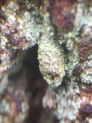 Luffia ferchaultella