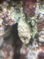 Luffia ferchaultella