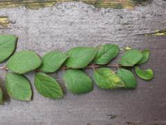 Symphoricarpos × chenaultii