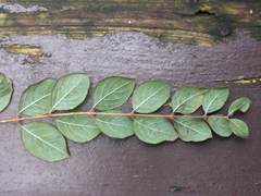 Symphoricarpos × chenaultii
