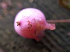 Symphoricarpos × chenaultii