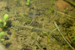 Branchinecta sandiegonensis