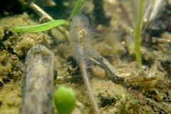 Branchinecta sandiegonensis