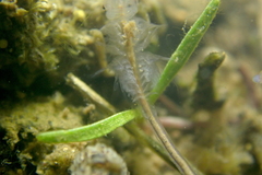 Branchinecta sandiegonensis