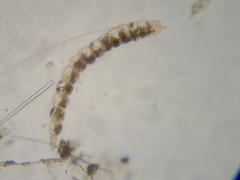 Laevidentalina emaciata