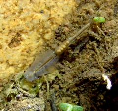 Branchinecta sandiegonensis