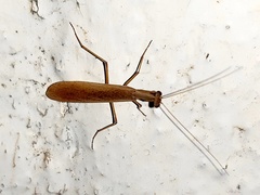 Amorphoscelidae