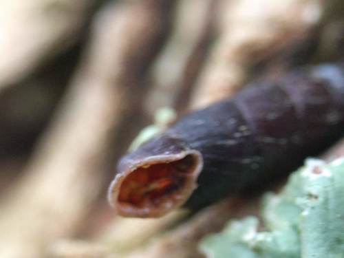 Common Door-snail, Wassenaar, Zuid-Holland, Netherlands, photo 9 of 10