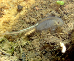 Branchinecta sandiegonensis