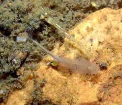 Branchinecta sandiegonensis