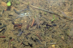 Branchinecta sandiegonensis