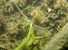 Branchinecta sandiegonensis