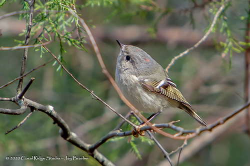 Ruby-crowned Kinglet photographed in Tennessee