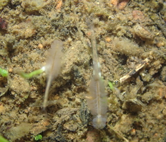 Branchinecta sandiegonensis