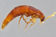 Ischnosoma lecontei