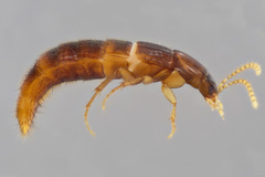 Ischnosoma suteri