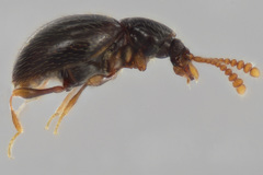 Brachycepsis