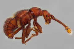 Mipseltyrus nicolayi