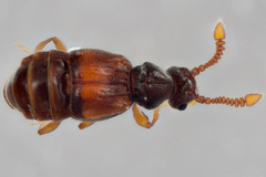 Euboarhexius perscitus