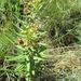 Asclepias brevipes - Photo (c) berthapi2, algunos derechos reservados (CC BY-NC), subido por berthapi2